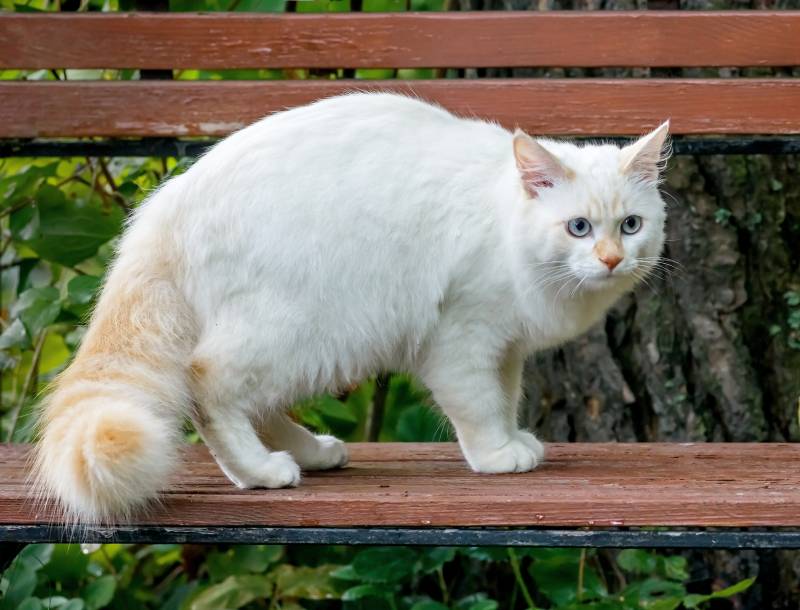 Turkish Van cat standing on a bench