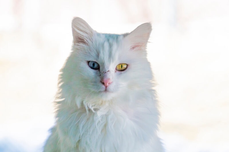 Turkish Van with different eye color