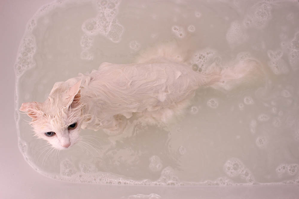 Turkish angora cat taking a bath