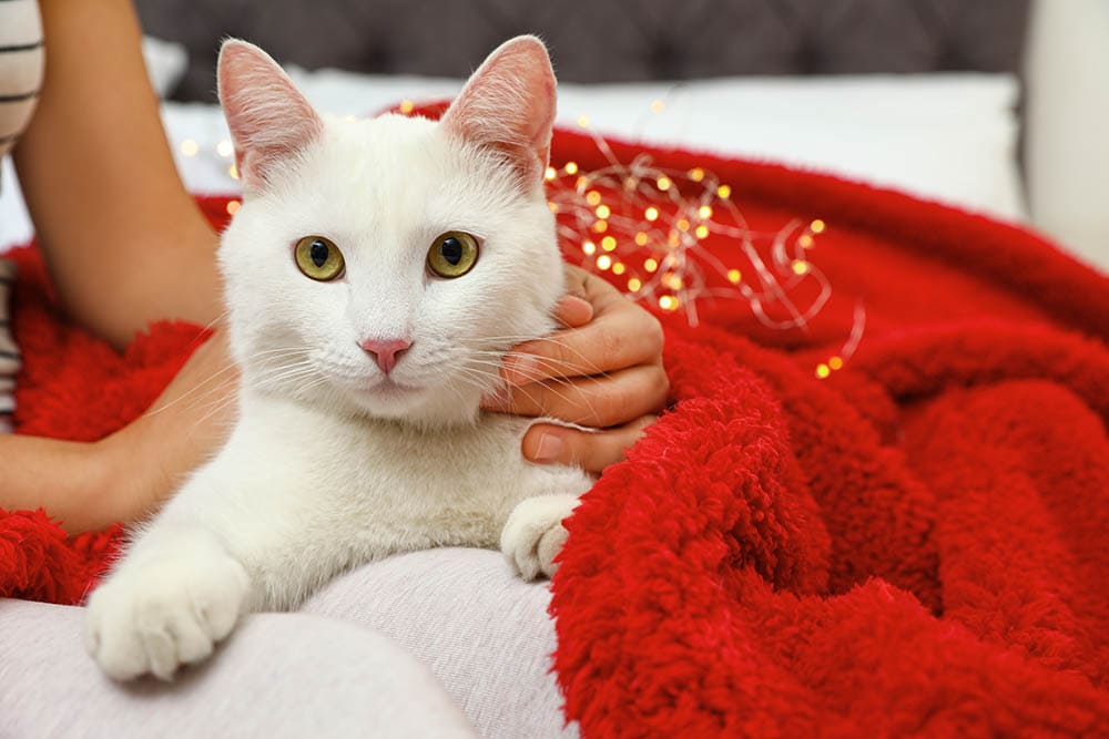 Turkish angora with owner