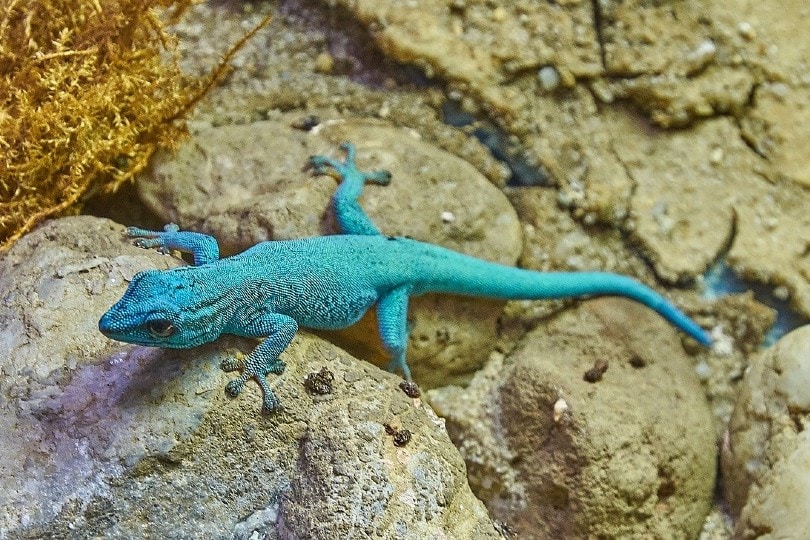Turquoise Dwarf Gecko