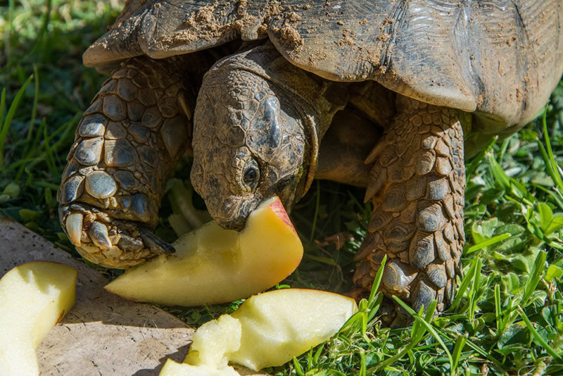 Turtle Eating Apple