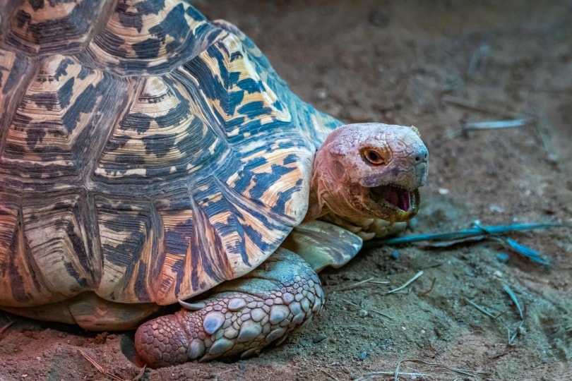 Turtle Hissing