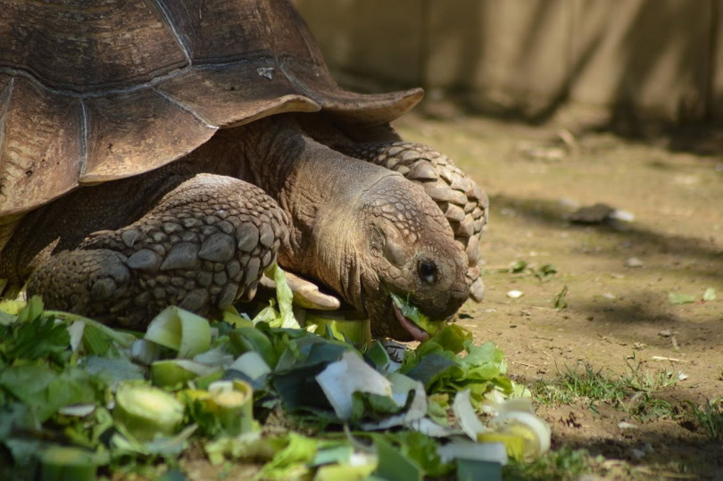 tortoise eating spinach