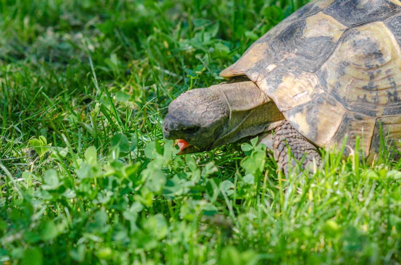 Turtle head close up with open mouth on green grass