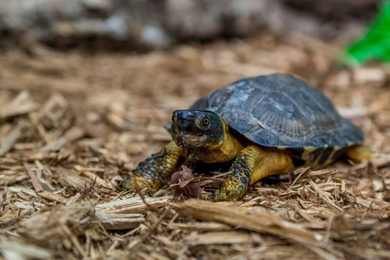 Turtle, or tortoise, eating an earthworm