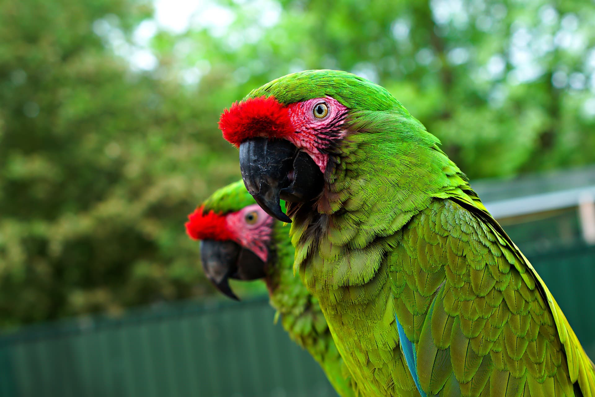 Two Green Macaw