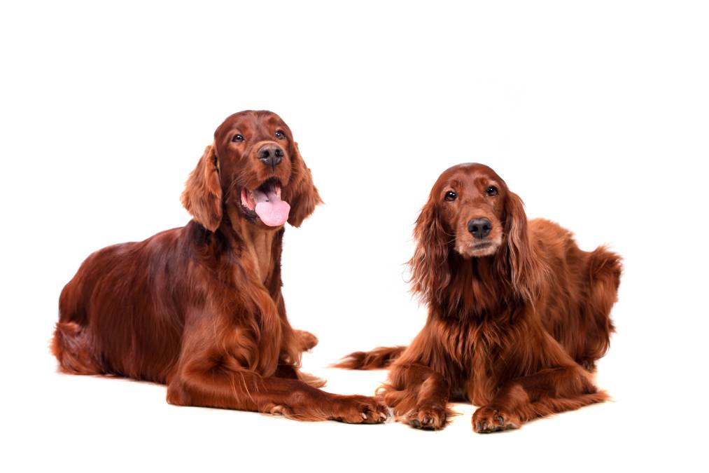 Two Irish Red and White Setter Dog_Rosa Jay_Shutterstock