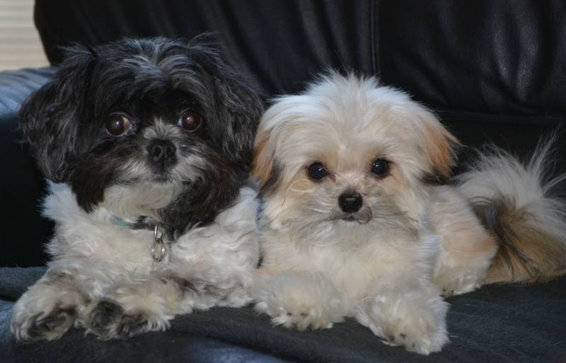 Two Miki dogs on couch