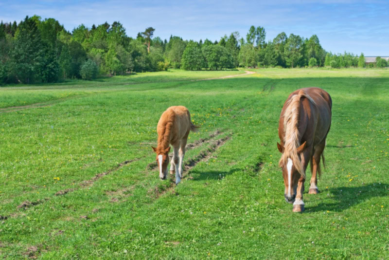 Two Russian trotters grazing in the grass