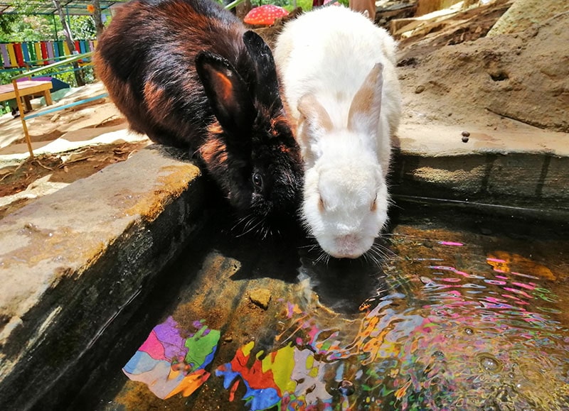 Two beautiful rabbits drinking water in the pond