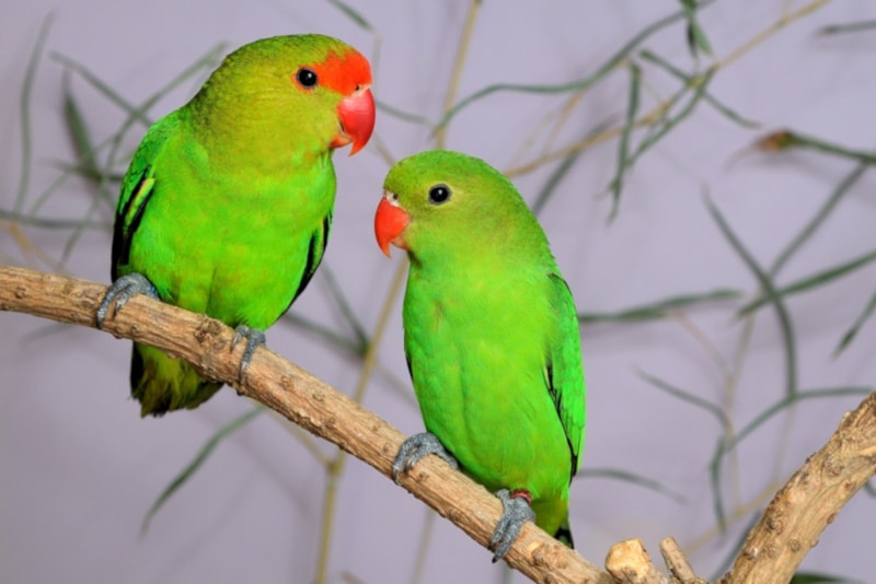 Two black-winged lovebirds in a tree