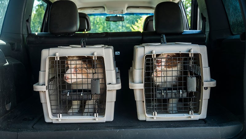 Two cages with puppies in the trunk of a car