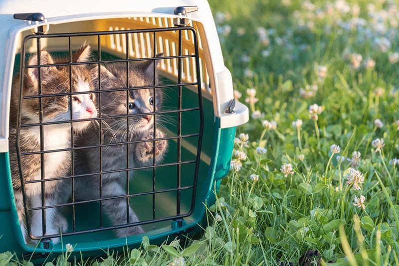 Two cats kitten in carrier grass