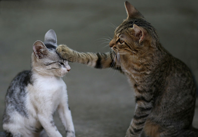 Two cats playing