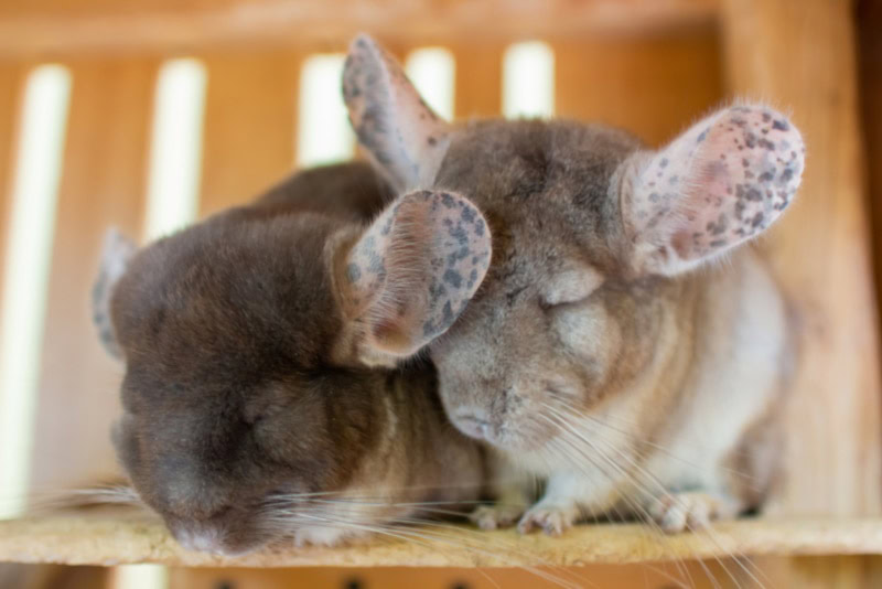 Two chinchillas sleeping