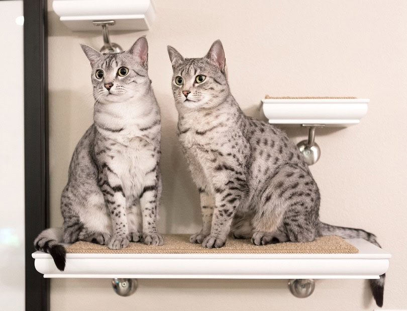 Two cute Egyptian Mau cats