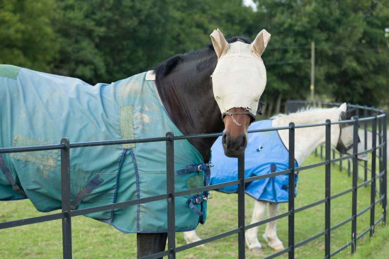 Two horses wearing a fly mask and turnout rug or blanket