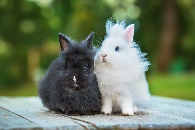 Two little angora rabbits