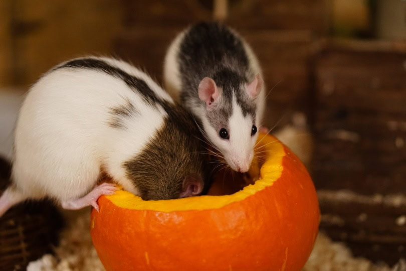 Two rats eating pumpkin