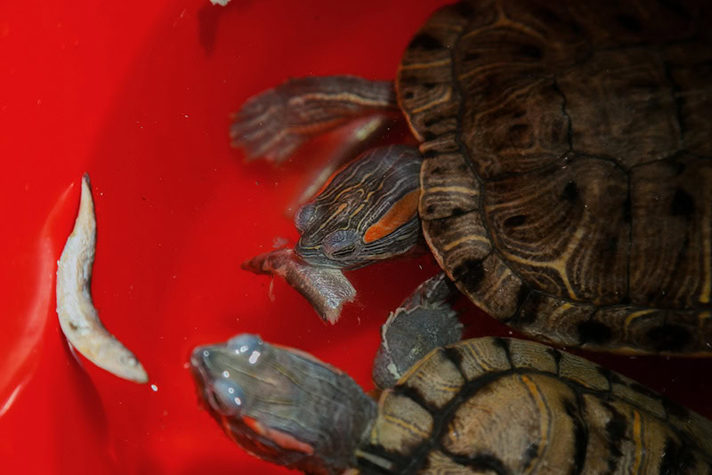 Two red-eared turtles eat fish meat