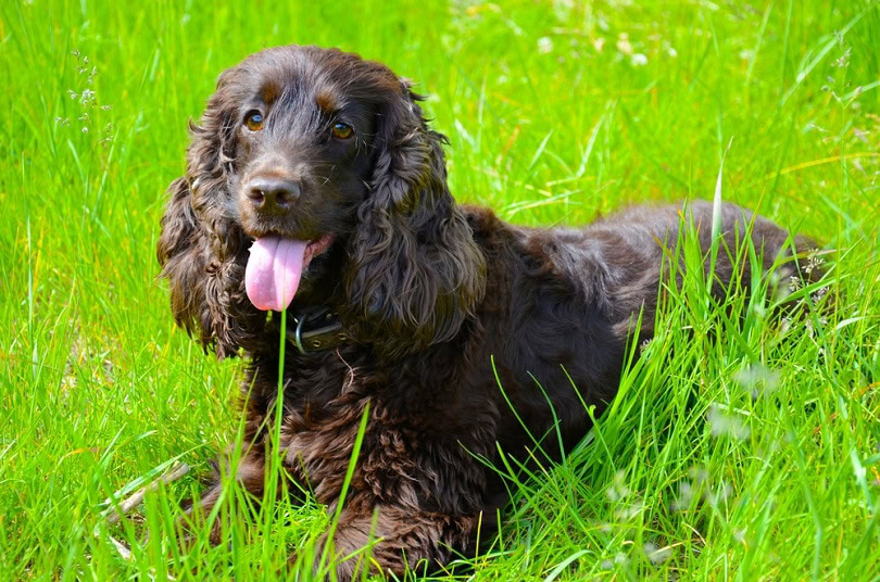 Typical Irish Water Spaniel