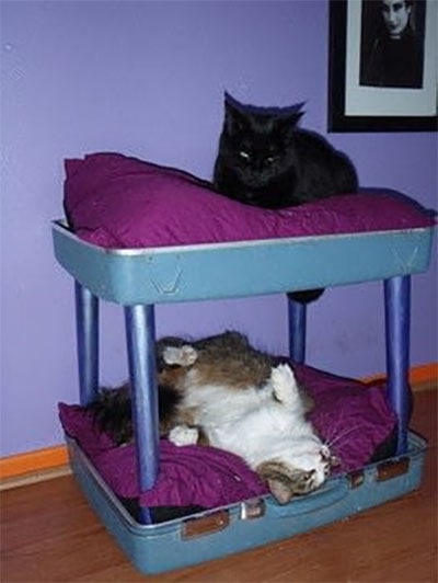 Upcycled Suitcase Cat Bunk Bed by Cut Out and Keep