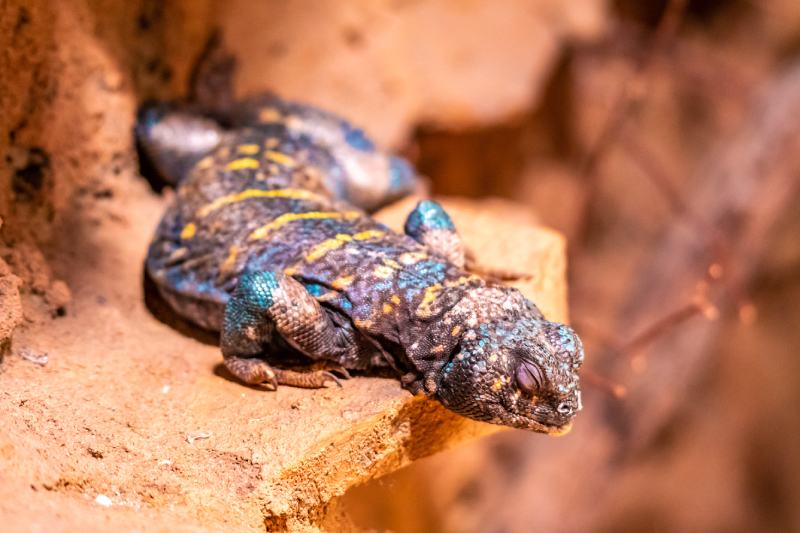 Uromastyx ornata (Ornate Uromastyx) lizard sleeping