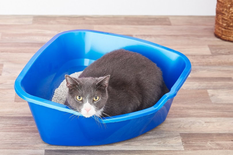 Van Ness High Side Corner Cat Litter Pan II_Chewy