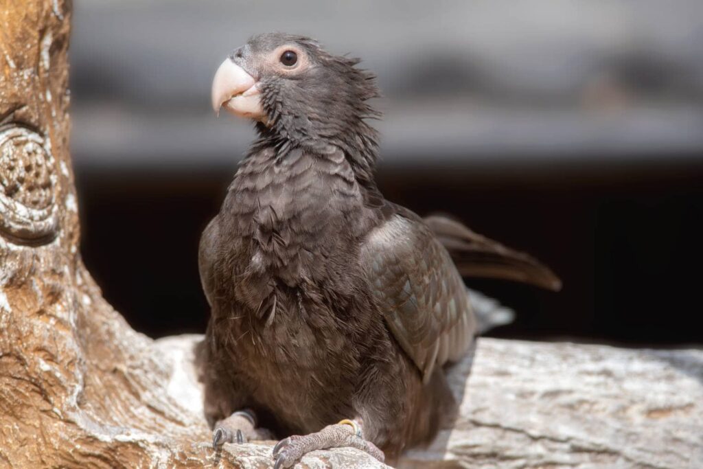 Vasa Parrot on a tree branch