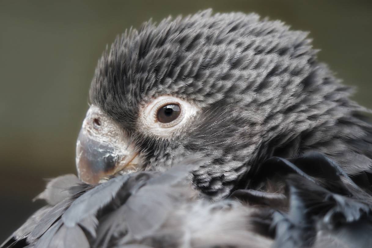 Vasa Parrot side view close up