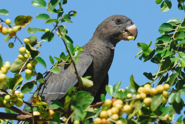 Vasa Parrot side view