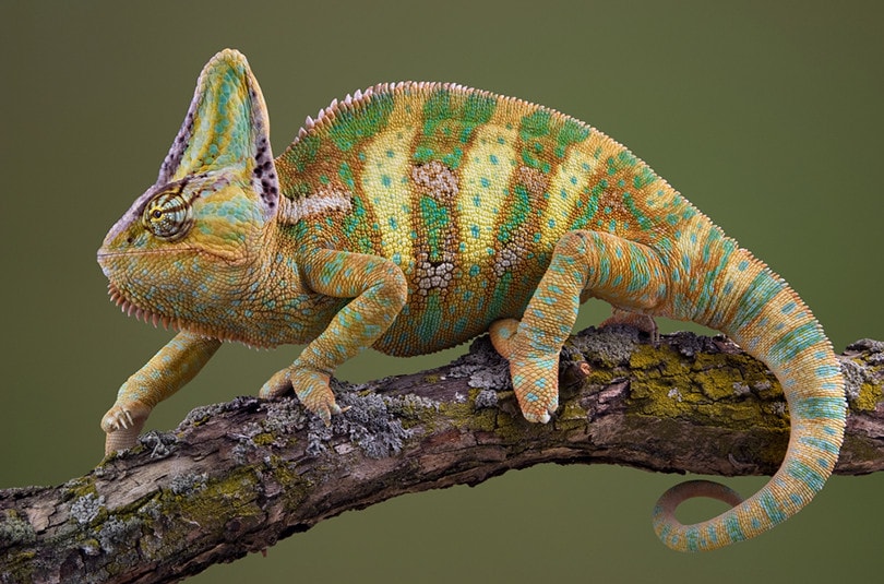 Veiled chameleons