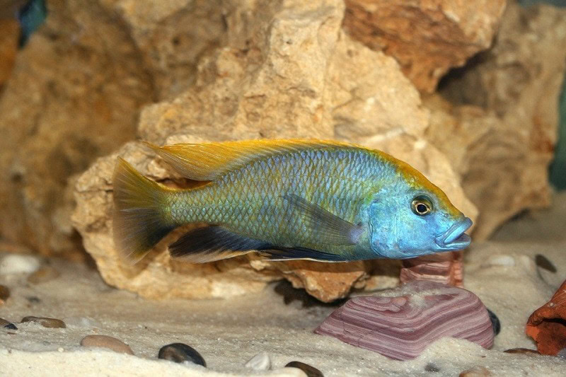 Venustus Cichlid