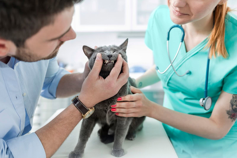 Vet and owner examining cat_s teeth