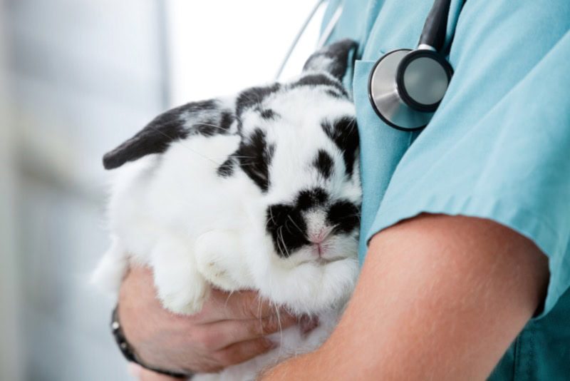 Vet carrying a giant rabbit