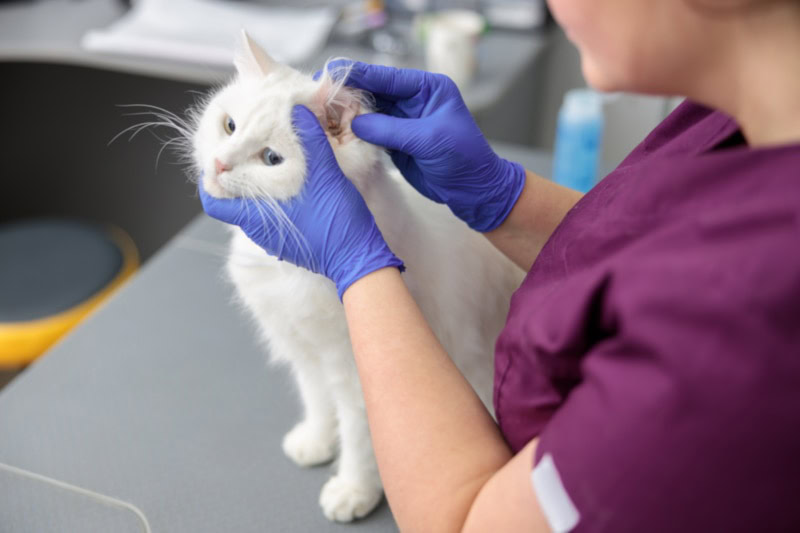 Vet checking cat ears