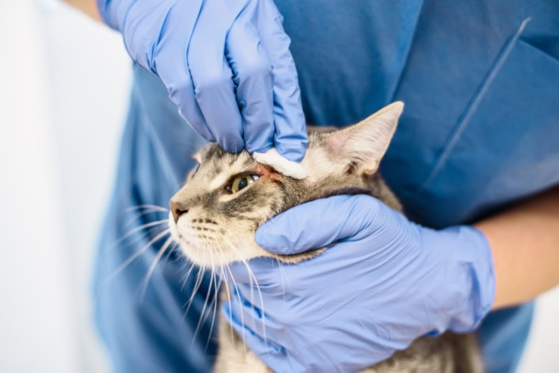 Vet cleaning a cat's infection near eyes