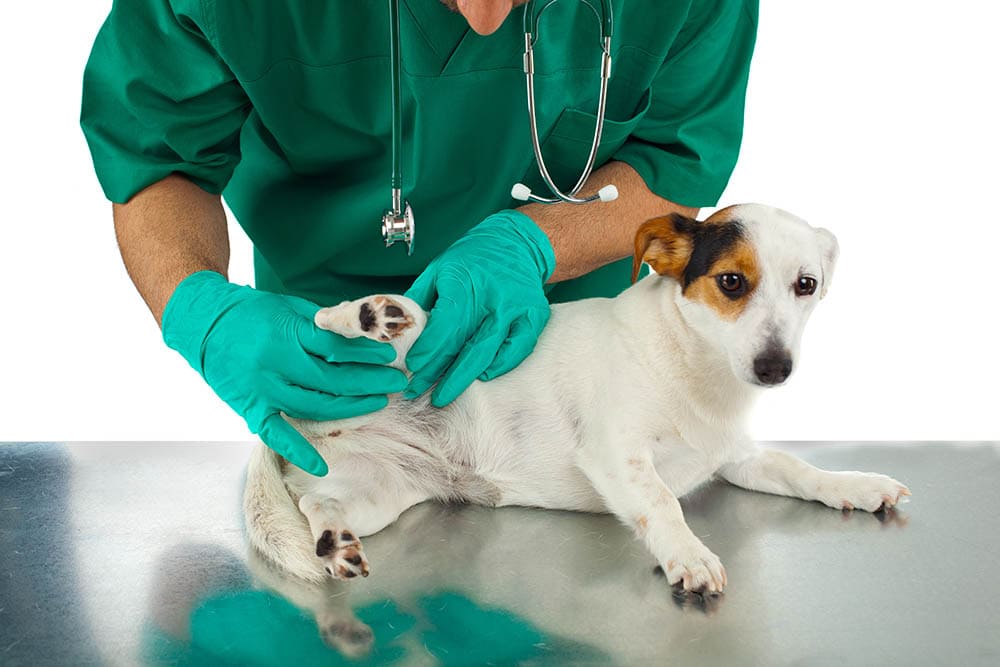 Vet examining dog hips