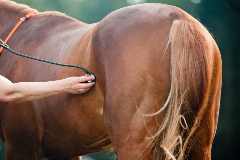 Vet examining horse