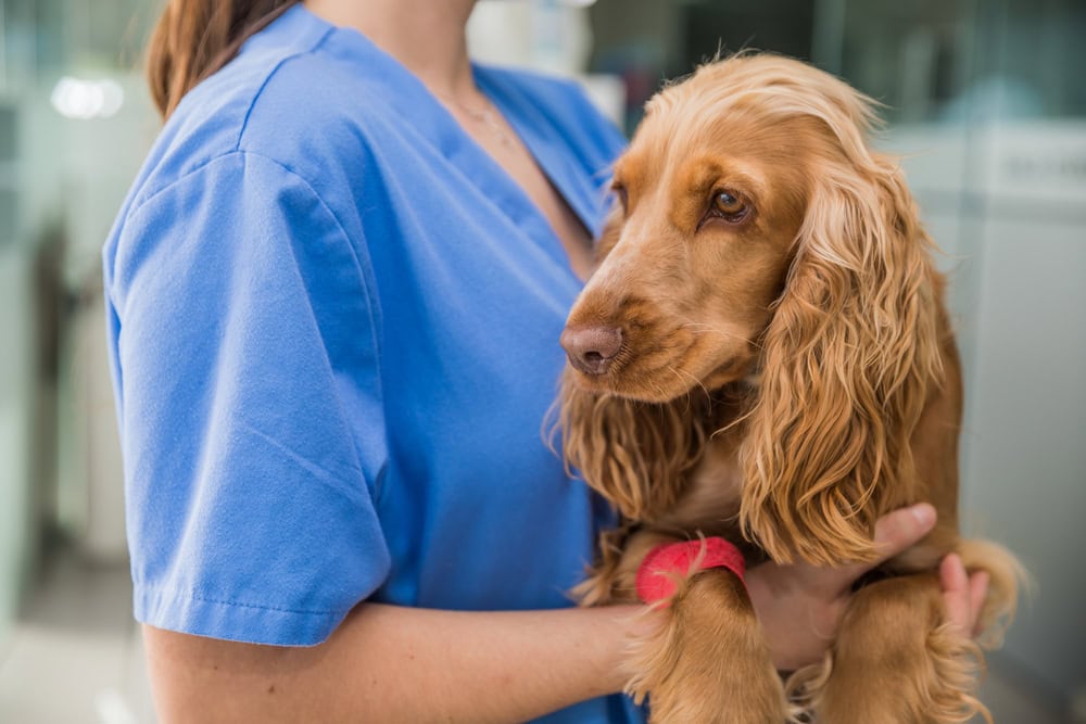 Vet holding a Cocker Spaniel