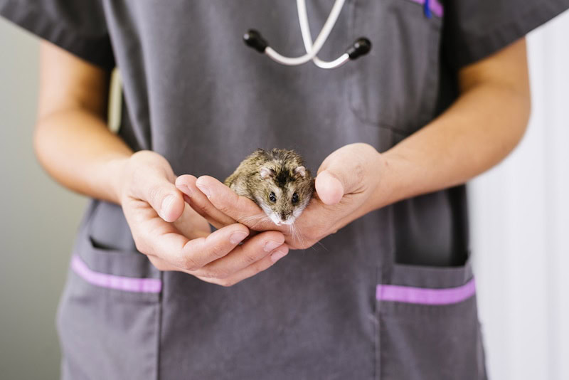 Vet holding a hamster