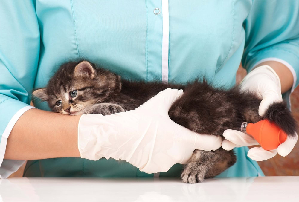 Vet holding a kitten with both hands