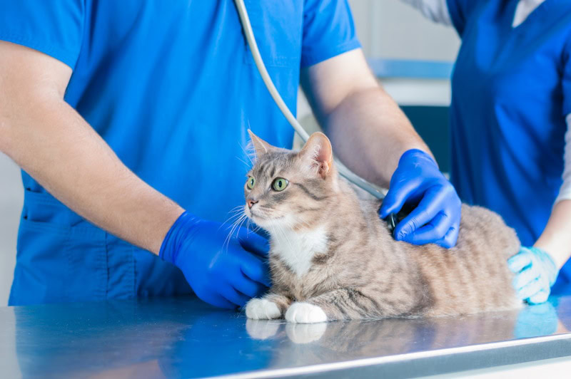 Vet listening to a cat_s chest with a stethoscope
