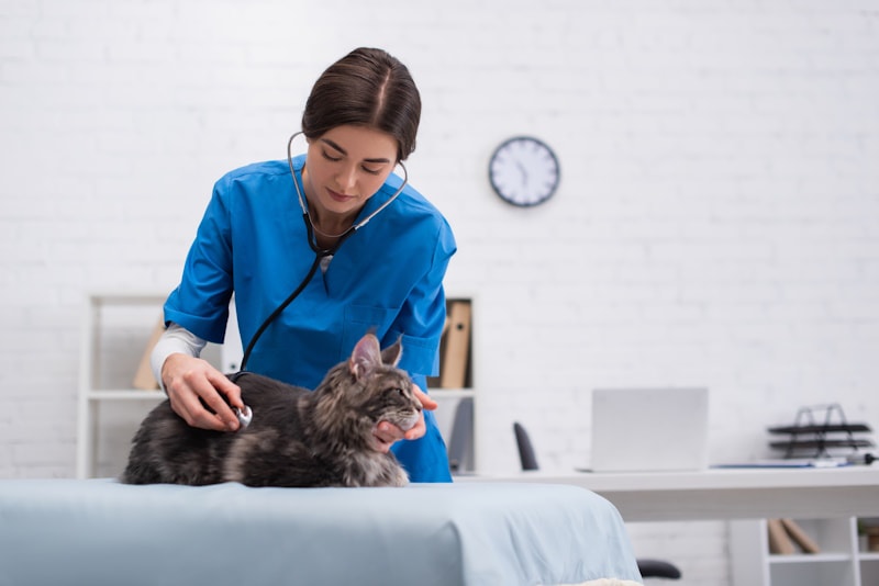 Vet listening to a cat_s chest with stethoscope