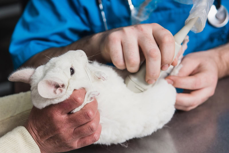 Vet performing ultrasound on chinchilla