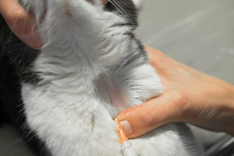 Vet takes a blood sample from a cat from the jugular vein