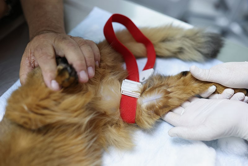Veterinarian checks cat leg in vet clinic. Close up of gloved vet doctor exams pets.