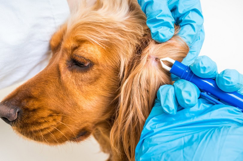 Veterinarian-doctor-removing-a-tick-from-the-Cocker-Spaniel-dog_andriano.cz_shutterstock