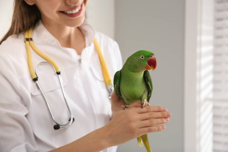 Veterinarian examining Alexandrine parakeet in clinic